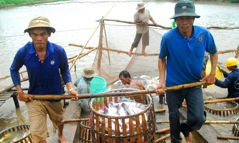VietGAP trong thủy sản: Xây dựng như một tiêu chuẩn quốc tế