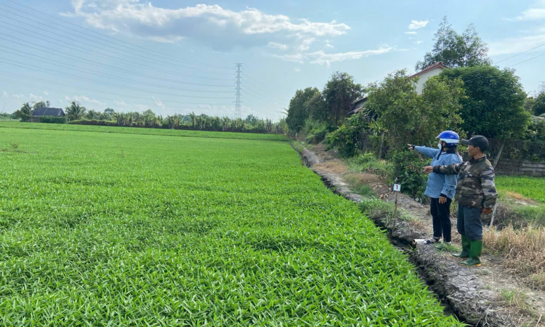 Tại TP.HCM có mô hình trồng rau muống nước VietGAP hướng đến xuất khẩu