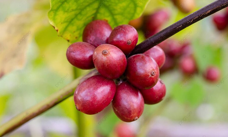 Giá cà phê hôm nay 7/2: Giá cà phê Robusta bất ngờ phục hồi, cà phê trong nước đi lên