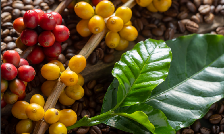 Giá cà phê ngày 12/3: Cà phê Robusta giảm giá nhẹ