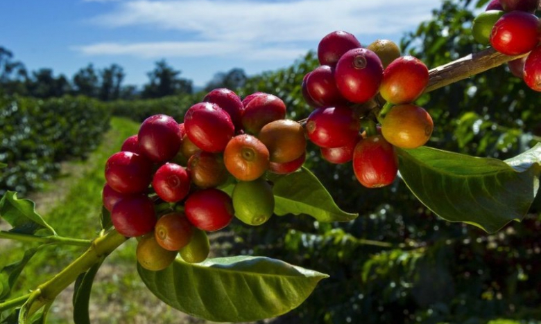 Giá cà phê ngày 2/3: Nguồn cung có dấu hiệu bị thắt chặt, cà phê Robusta tiếp tục leo đỉnh
