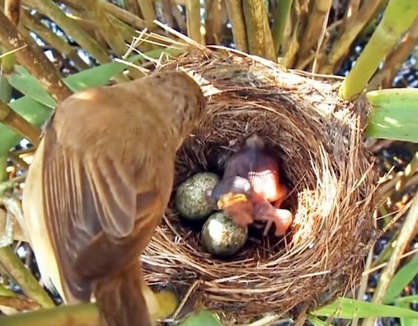 Loài chim này được mệnh danh là “quỷ chim”, rất tàn độc và vô trách nhiệm