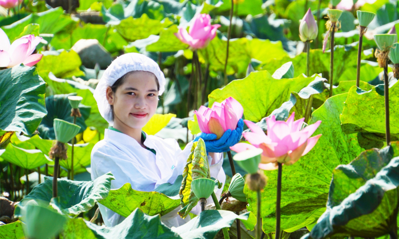 Lễ hội Sen Đồng Tháp năm 2024 tổ chức lớn, năm 2022, lễ hội này đạt doanh thu hơn 60 tỷ