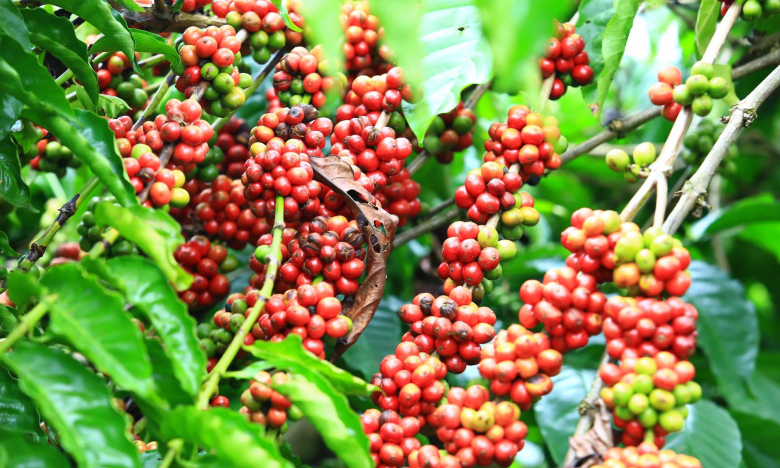 Giá cà phê ngày 5/4: Cà Robusta giảm sâu hơn 1% từ mức giá cao kỷ lục trước đó, vì sao vậy?