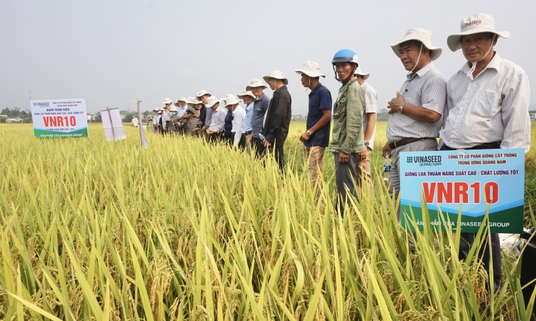 4 giống lúa của Vinaseed “lấy lòng” nông dân Đà Nẵng nhờ những đặc tính này