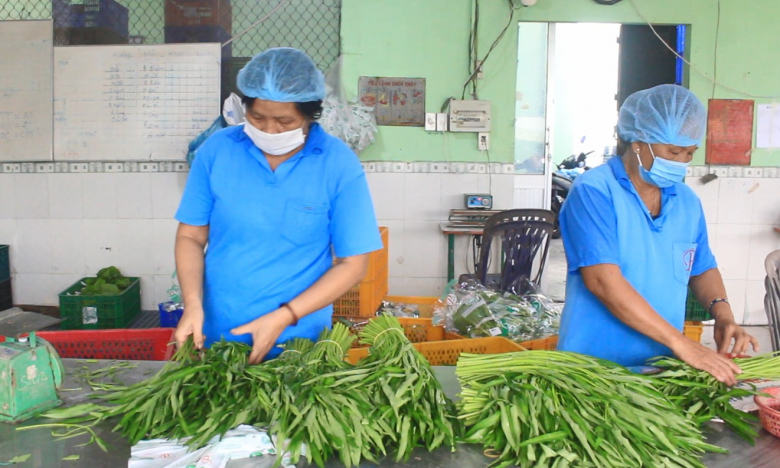 HTX trồng rau gặp khó, TP.HCM triển khai nhiều giải pháp hỗ trợ