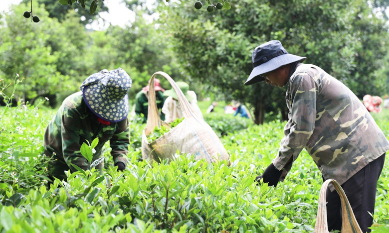 Nhiều hoạt động phối hợp giữa HND Sơn La và HND Hưng Yên