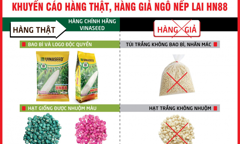 Cách phân biệt hàng thật – hàng giả giống ngô nếp lai HN88 của VINASEED