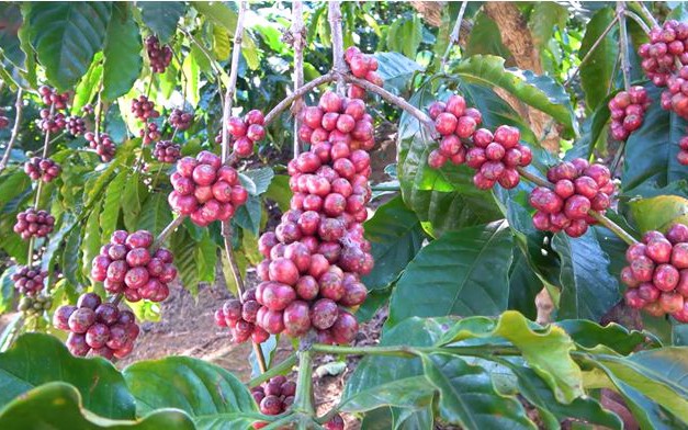 Giá Robusta lập đỉnh lịch sử mới, Arabica đạt mức cao nhất 2,5 tháng