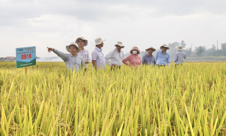 Nông dân Đà Nẵng mê mẩn với bộ ba giống lúa của Vinaseed