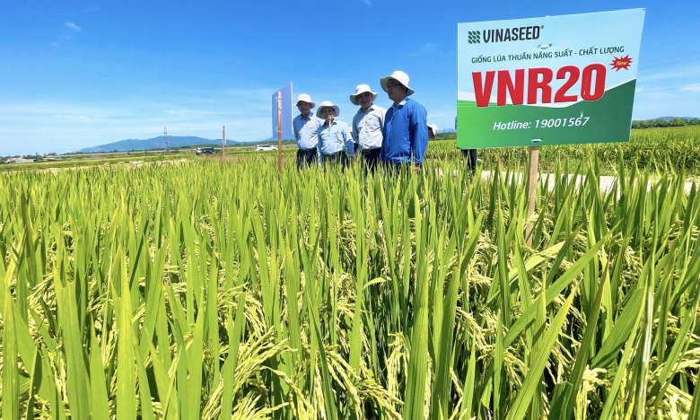 Bộ giống lúa của Vinaseed có đặc tính gì mà nông dân Quảng Nam trầm trồ khen ngợi?