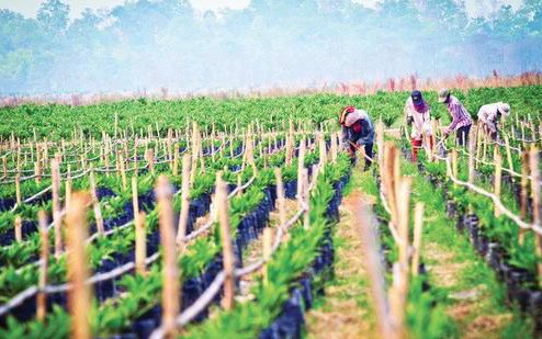 HAGL Agrico: ''Sạch'' nợ với Hoàng Anh Gia Lai, nhận về 32.500ha đất, cổ phiếu HNG ''đóng trần