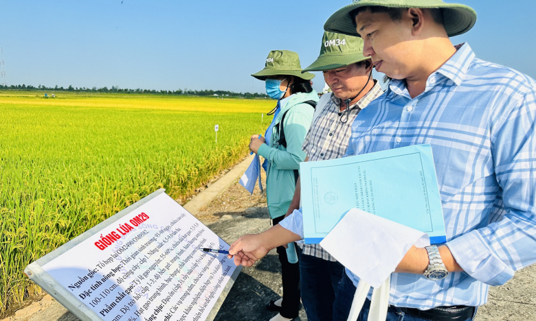 Hàng trăm người dân, hợp tác xã đến tham quan, đánh giá loạt giống lúa triển vọng năm 2025 tại Viện Lúa ĐBSCL