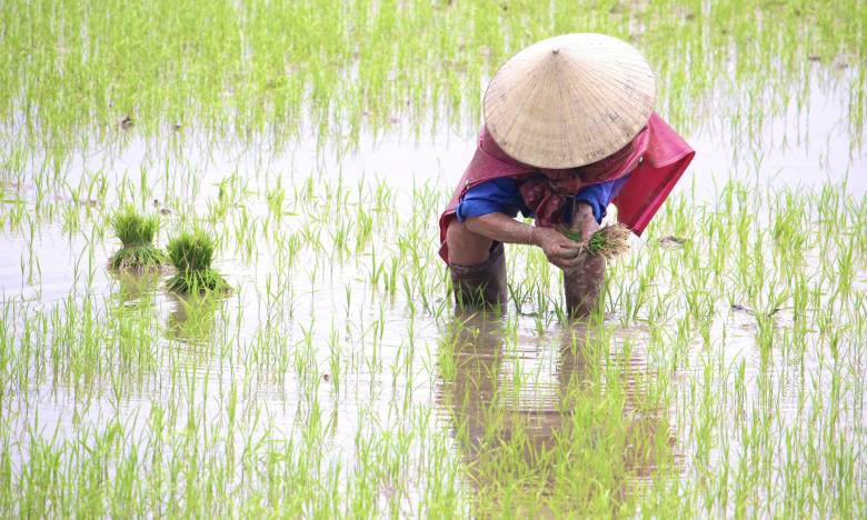 Vào vụ cấy, nông dân Quảng Bình lập nhóm zalo điều phối việc cấy khoán, có người kiếm gần 500.000 đồng/ngày