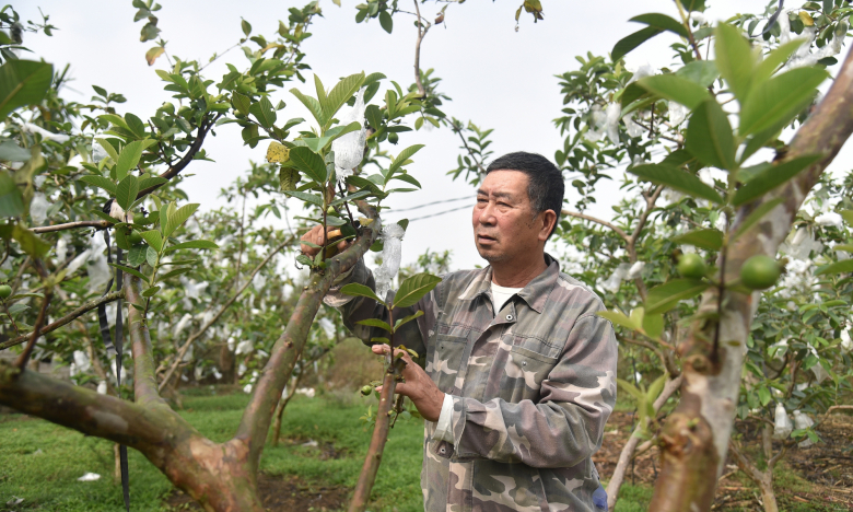 Một ông nông dân Quảng Ninh giàu có nhờ chăn nuôi VietGAP, trồng một loại quả ngon đạt 3 sao OCOP