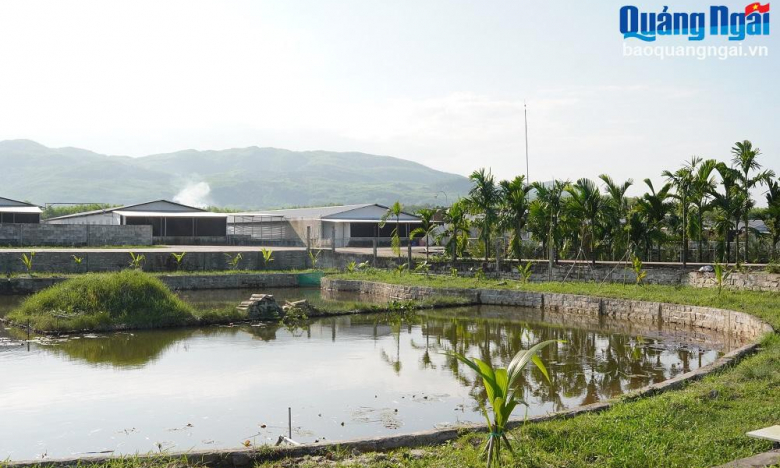 Ở một nơi hẻo lánh ở Quảng Ngãi, Google không định vị nổi, có trang trại 10ha nuôi cá, heo gà, thu tiền tỷ/năm