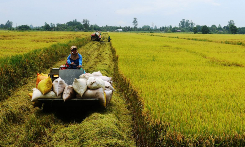 Giá gạo giảm mạnh, NHNN chỉ đạo 'khẩn' về cho vay phục vụ sản xuất, chế biến,... gạo khu vực ĐBSCL