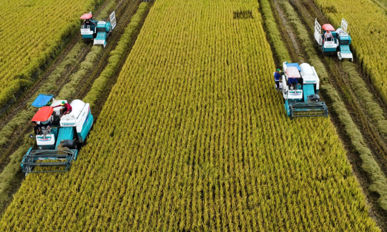 Sản lượng lúa ĐBSCL năm 2025 dự kiến đạt trên 24 triệu tấn, giá lúa tiếp tục chịu áp lực từ thị trường thế giới