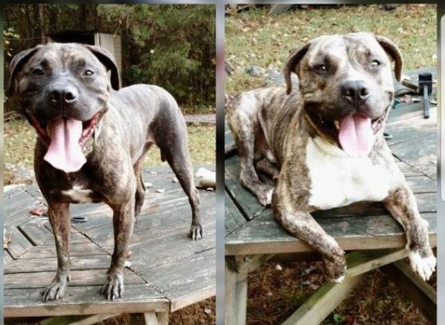 Vụ chó pit bull ăn thịt chủ ở Mỹ: Xác khỏa thân nói lên điều gì?