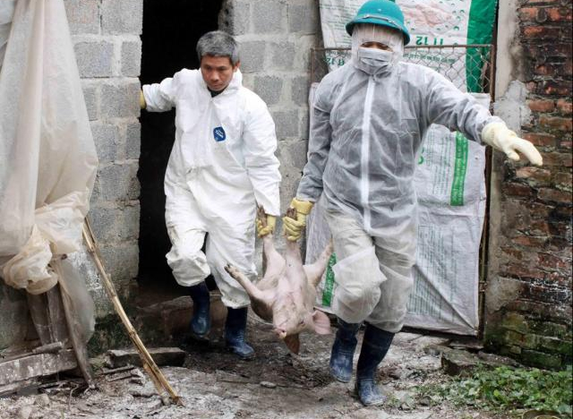 FAO: Dịch tả lợn châu Phi KHÔNG đe dọa trực tiếp sức khỏe con người