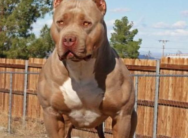 Mỹ: Định hãm hiếp trẻ em, bất ngờ bị pit bull cắn mất 'của quý'