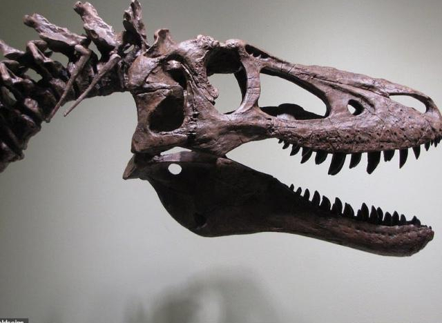 Tá hỏa vì hóa thạch khủng long T-Rex duy nhất bị rao bán trên eBay