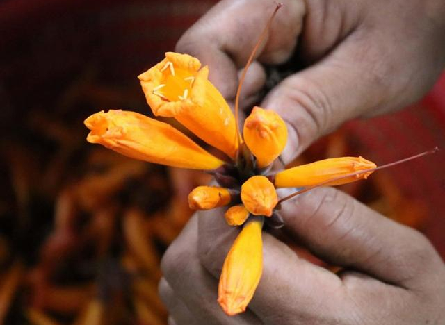 Đặc sản Đoọc Pít từ hoa của người dân vùng cao ăn cực nghiền