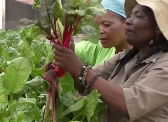 Người phụ nữ kiếm tiền tỉ nhờ trồng rau thủy canh ở Zimbabwe