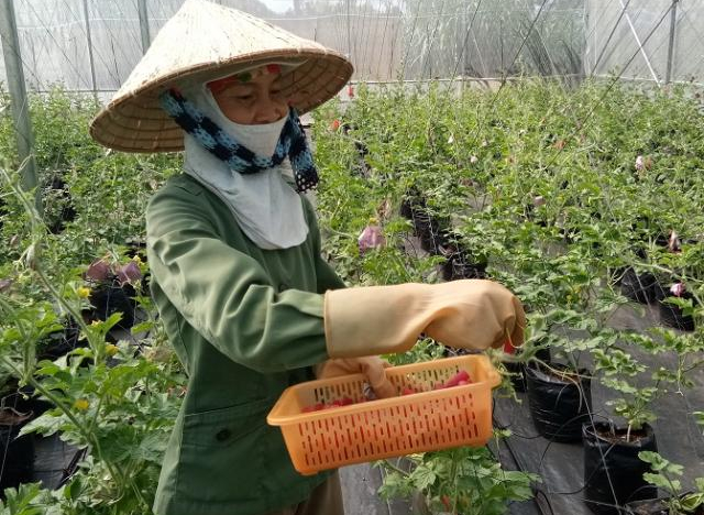 Quản lý tốt chi phí, SSC đạt lợi nhuận sau thuế gần 47 tỷ đồng