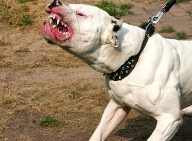 Mỹ: 15 người đứng nhìn chó pit pull cắn chết bé trai 7 tuổi