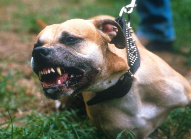 Mỹ: Cặp chó pit bull cắn chết người phụ nữ hàng xóm đêm Giáng sinh