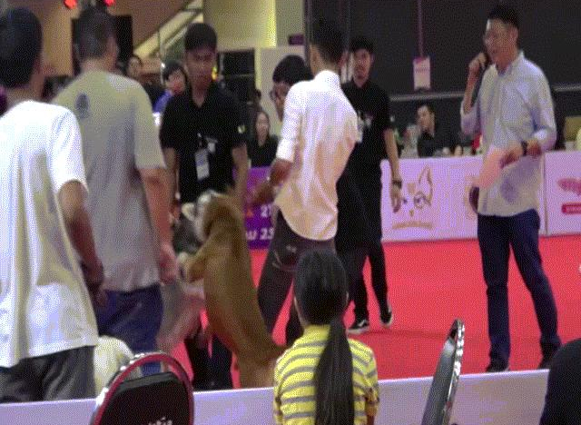 Video: Cảnh chó pit bull hung dữ cắn cổ husky không rời ở Thái Lan