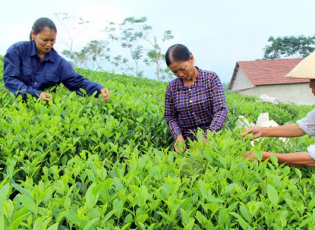 Việt-Trung bắt tay tiêu thụ chè, cà phê: Chờ doanh nghiệp khai phá