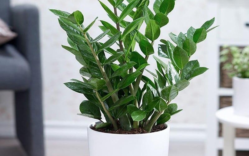 Cây Kim Tiền trong nhà